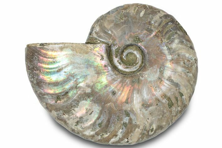 Silver Iridescent Ammonite (Cleoniceras) Fossil - Madagascar #317612